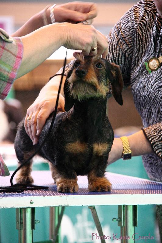 Crufts2011_2 1307.jpg